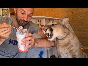 Что у пумы Месси на полдник?