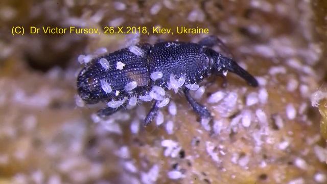 Ужасный Мучной Клещ Acarus siro Под Микроскопом: Откуда Взялся?