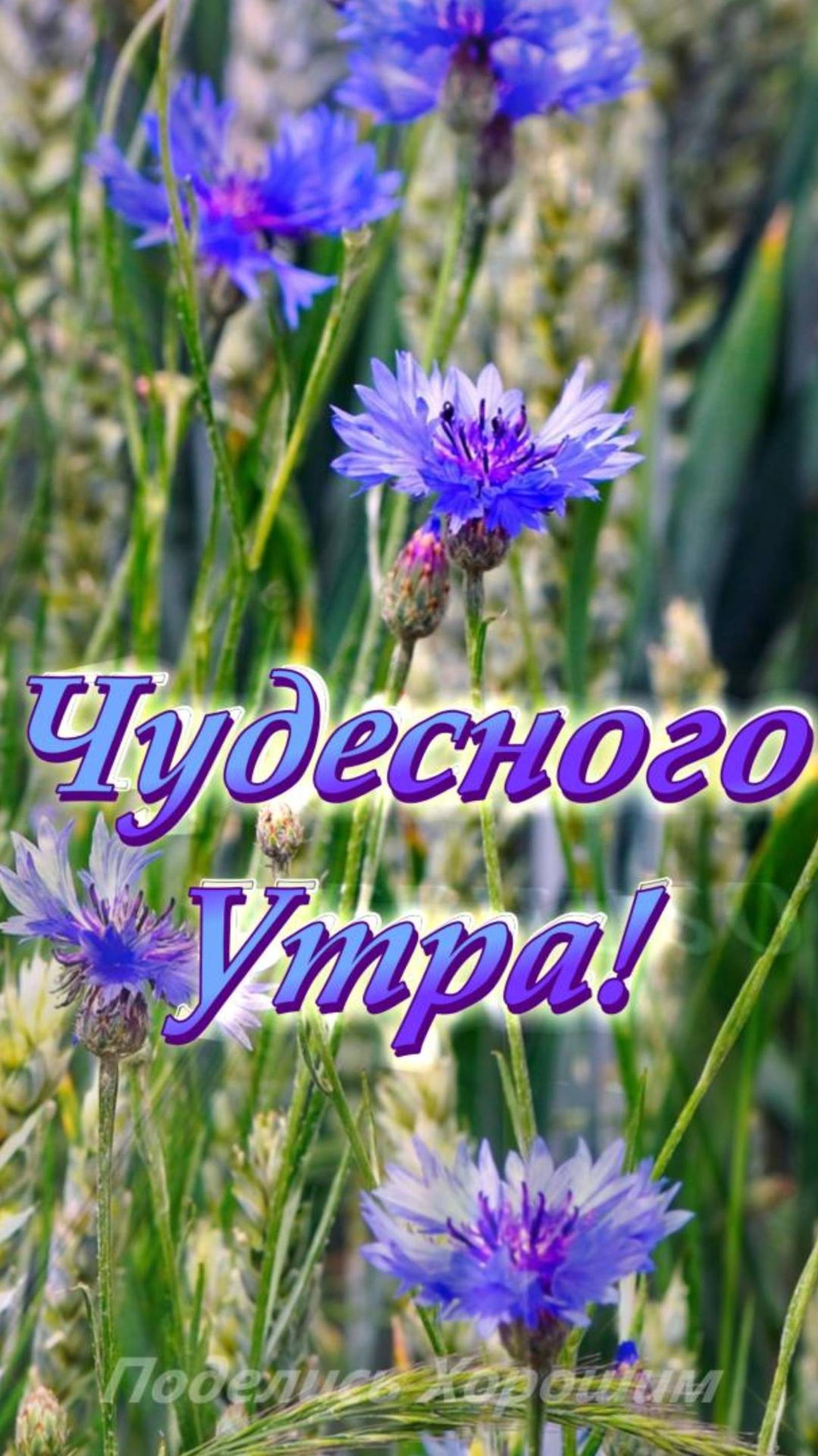 Чудесного Утра!