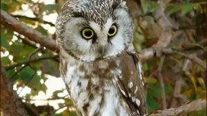 Голоса птиц. Мохноногий сыч. (boreal owl song)