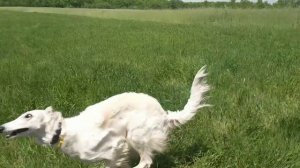 Summertime #3. Русская псовая борзая / Borzoi