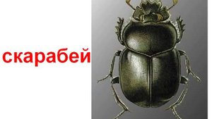 Животные насекомые 3 жуки звук