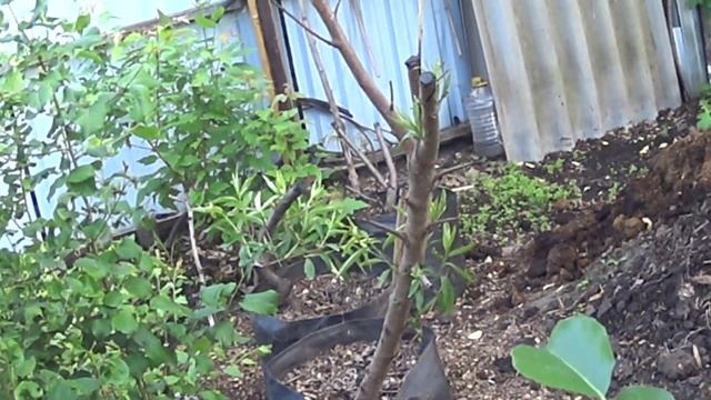 персики в сибири завязываются плоды смотреть онлайн