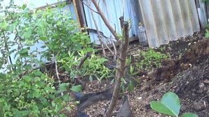 персики  в  сибири завязываются  плоды