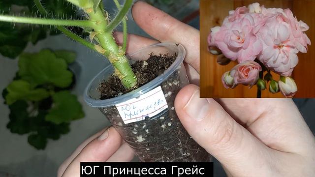 Мои новинки пеларгоний ПОСЫЛКА, новые интересные сорта, которые наверняка вам понравятся смотреть онлайн