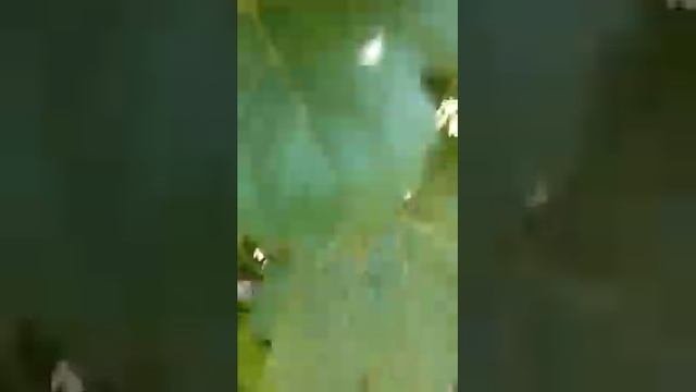 Обзор сортов винограда Хэллоуин, Эльвира, Сакура, Малиновая зоря, Лавина на 22 июля 2020 Виноградни