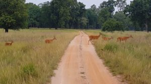 Beauty of Kanha National Park(Kanha Zone)