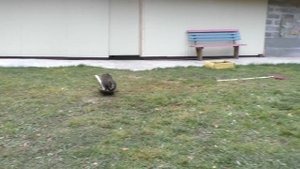 Кругом бардак около дома в деревне