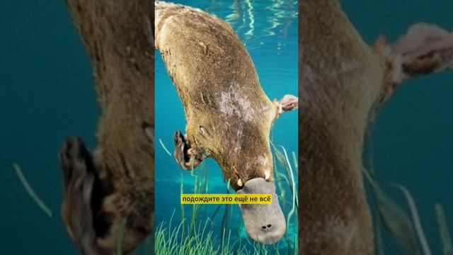 Удивительные факты о Утконосе