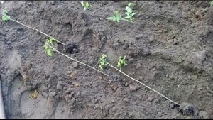 Когда ОБРЕЗАТЬ ЛИСТЬЯ у высокорослого ТОМАТА, чтобы получить РАННИЙ УРОЖАЙ?