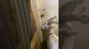 Насадки на рога для коз, наша рогатая коза теперь не опасна. Защита, чтоб ни кого не ранила рогами.