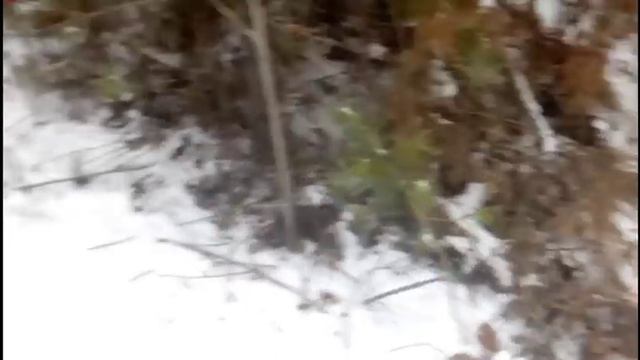 В поисках Певчих птиц. смотреть онлайн