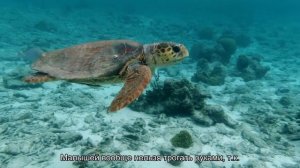 Можно ли красноухой черепахе гулять по квартире?