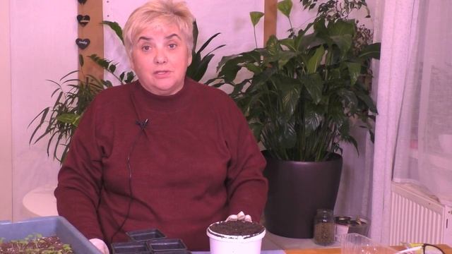 Пришло Время ПИКИРОВАТЬ ПЕЛАРГОНИЮ. Мои цветы. Мой опыт. смотреть онлайн