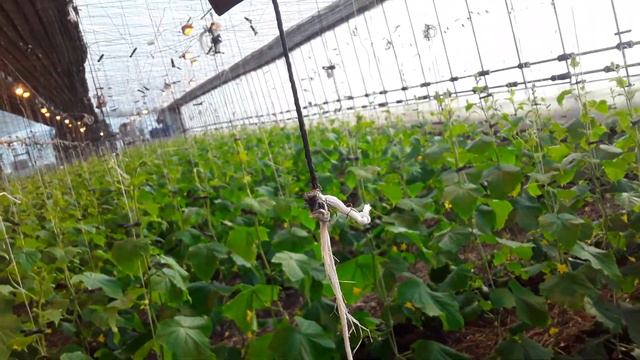 Огурец Мамлюк. 40дней от всходов. Работаем Био препаратом смотреть онлайн