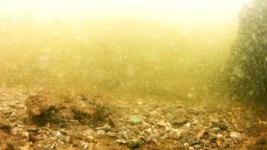 Мандула игра приманки под водой