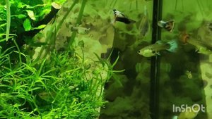 Самец гуппи Джоуи - друг Дамиона, ухаживание, спаривание