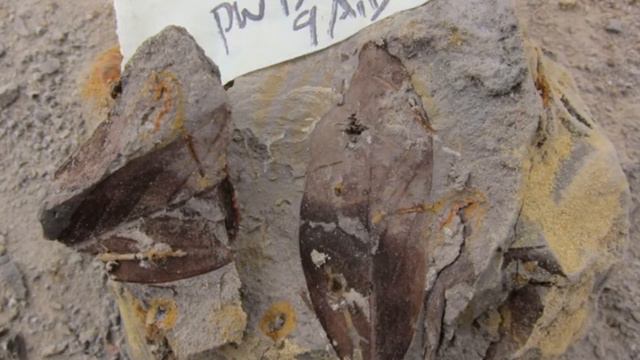 Fossils of Leaves in Borneo Reveal an Ancient 4 Million-Year-Old Forest
