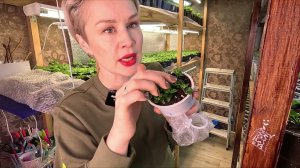 ЧЕРЕНКИ ВЯНУТ! ЧТО ДЕЛАТЬ ЧТОБЫ ЧЕРЕНКИ НЕ ПОГИБЛИ