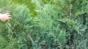 Баба Яга украла у Насти куклу беби борн Светочку