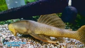 Scobinancistrus aureatus - и нефиг сифонить тут мою поляну!