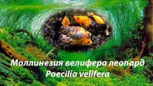 Моллинезия Велифера Леопард / Poecilia velifera