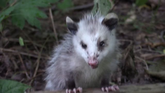 Is this cute? baby opossum trying to hide - Canon VIXIA HF G40 смотреть онлайн