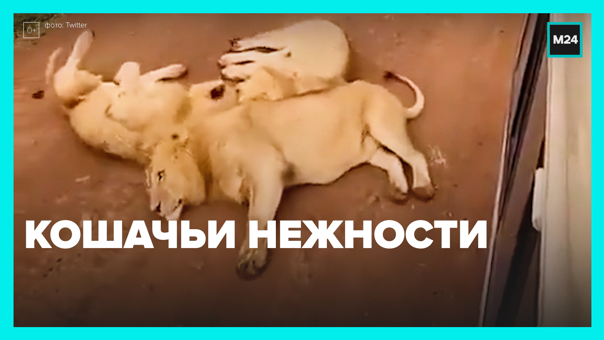 Кошачьи нежности — Москва 24
