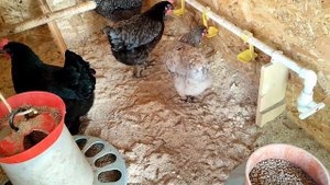 Теплый ноябрь. Собрали много яиц в курятнике