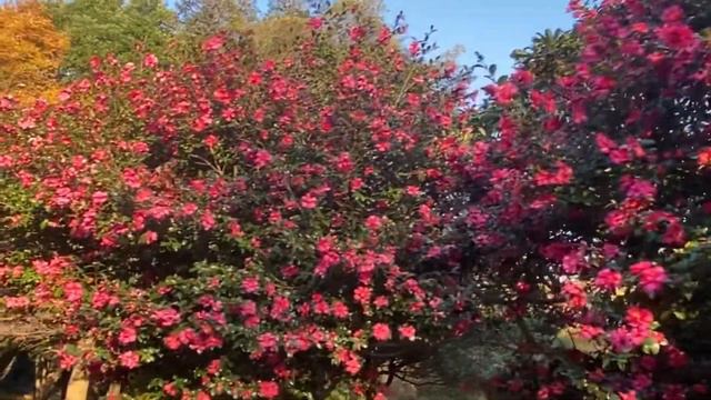 WHAT CAMELLIA / TSUBAKI FLOWERS SYMBOLIZES AND ITS MEANIN?