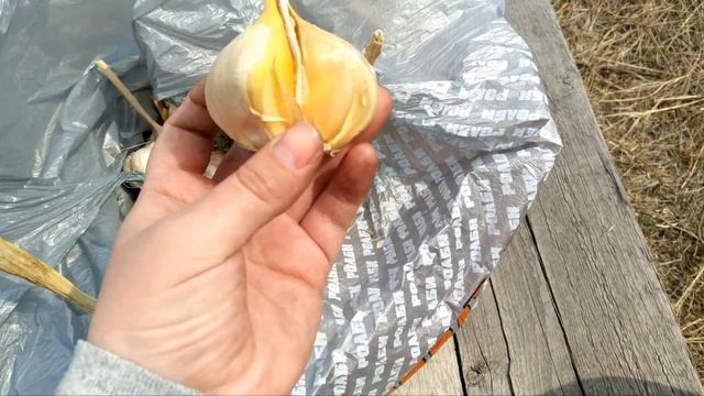 РОКАМБОЛЬ, он же слоновий или причесночный лук//как сажать лук-чеснок