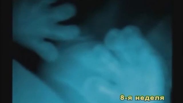 Развитие плода человека по неделям и месяцам