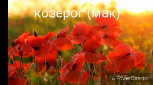 КАКОЙ ТЫ ЦВЕТОК ПО ЗНАКУ ЗОДИАКА? Тест по знаку зодиака.