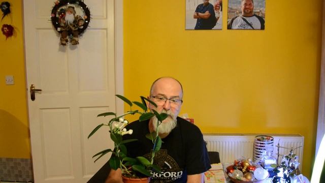 Stefanotis Bukietowy (Stephanotis floribunda) oraz co nieco o dwoch hojach. смотреть онлайн