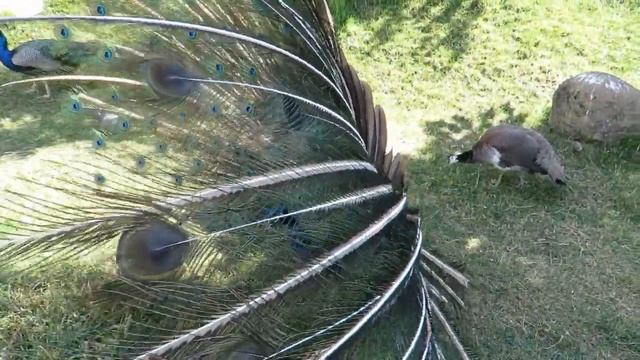 Павлиний хвост смотреть онлайн