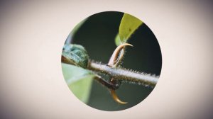 Кошачий коготь - Целебная лиана