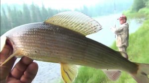 13 серия Первый Хариус на Балду Тирольская палочка Тайга Рыбалка