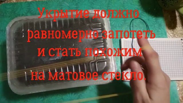 Земляника из семян.  Проращивание.