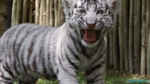 Тигренок - толкование сонника