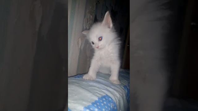 кошечки сфинкс кудряшки🥰.как менялись за год.😘