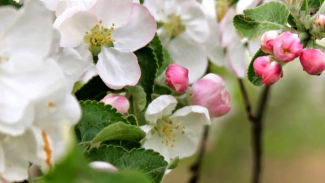 "Олык сем" ансамбль смотреть онлайн