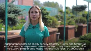 Как вырастить КЕДР СИБИРСКИЙ?Часть 1 | Питомник хвойных растений