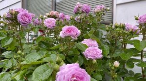 Arctic Blue rose - June 2022