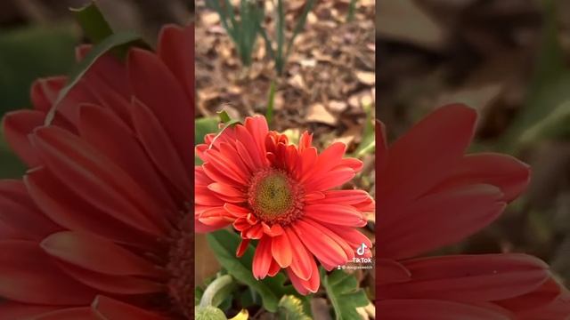 Gerbera Daisy in the garden