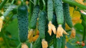 КАКИЕ СОРТА ОГУРЦОВ ЛУЧШЕ ПОСЕЯТЬ СОРТОВЫЕ,ГИБРИДЫ,ПЧЕЛООПЫЛЯЕМЫЕ, ПАРТЕНОКАРПИЧЕСКИЕ ,РАННЕСПЕЛЫЕ