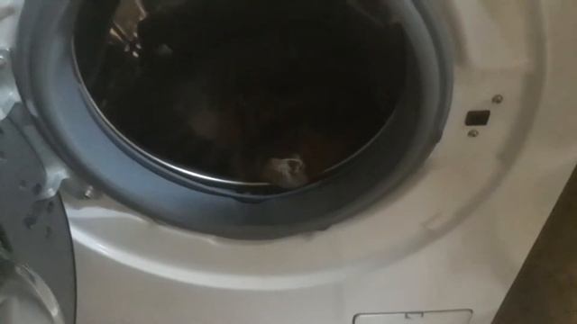 Кошка стиральные машины