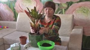 Пересадка "Кротона".