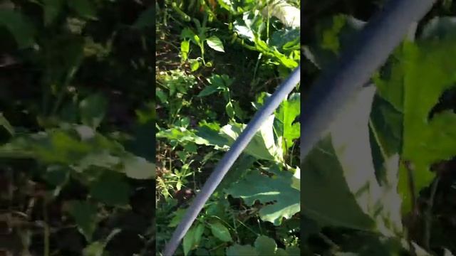 Добытчик, или Что выросло, то выросло #загороднаяжизнь #дача #суперсын #огород #кабачки смотреть онлайн