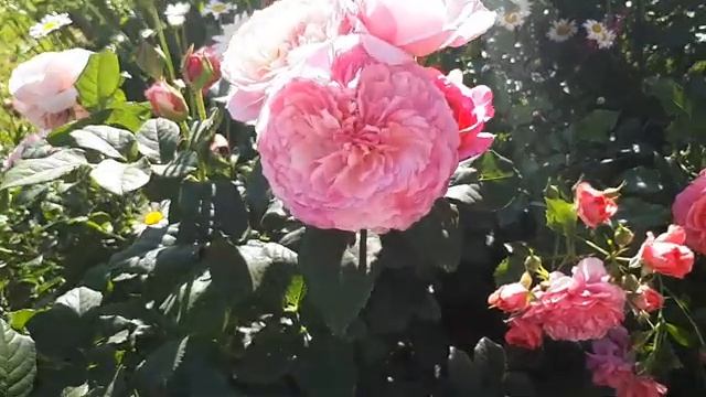 РОЗА??? Фестиваль де Жардин де Шомон ЗАЦВЕЛА ??????.. смотреть онлайн