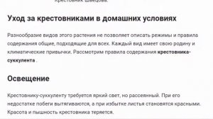 Крестовник.  Цветы для дома и сада.